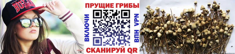 Псилоцибиновые грибы мицелий  Купить закладки  Томмот 